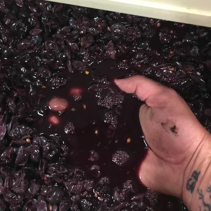 Color of Mourvedre